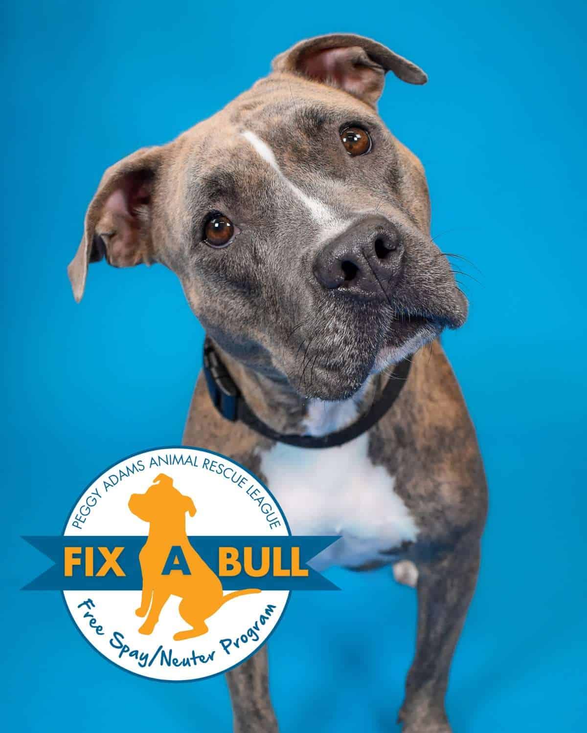 Friendly Pit Bull dog promoting Peggy Adams' spay/neuter program.