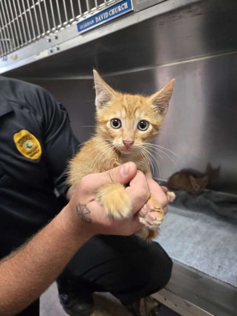 Adorable gatito naranja siendo sostenido en Peggy Adams Animal Rescue.