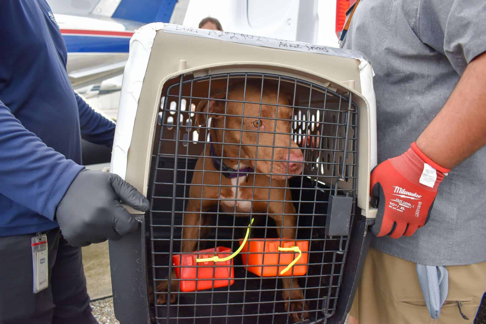 Rescue dog inside a crate at Peggy Adams Animal Rescue.