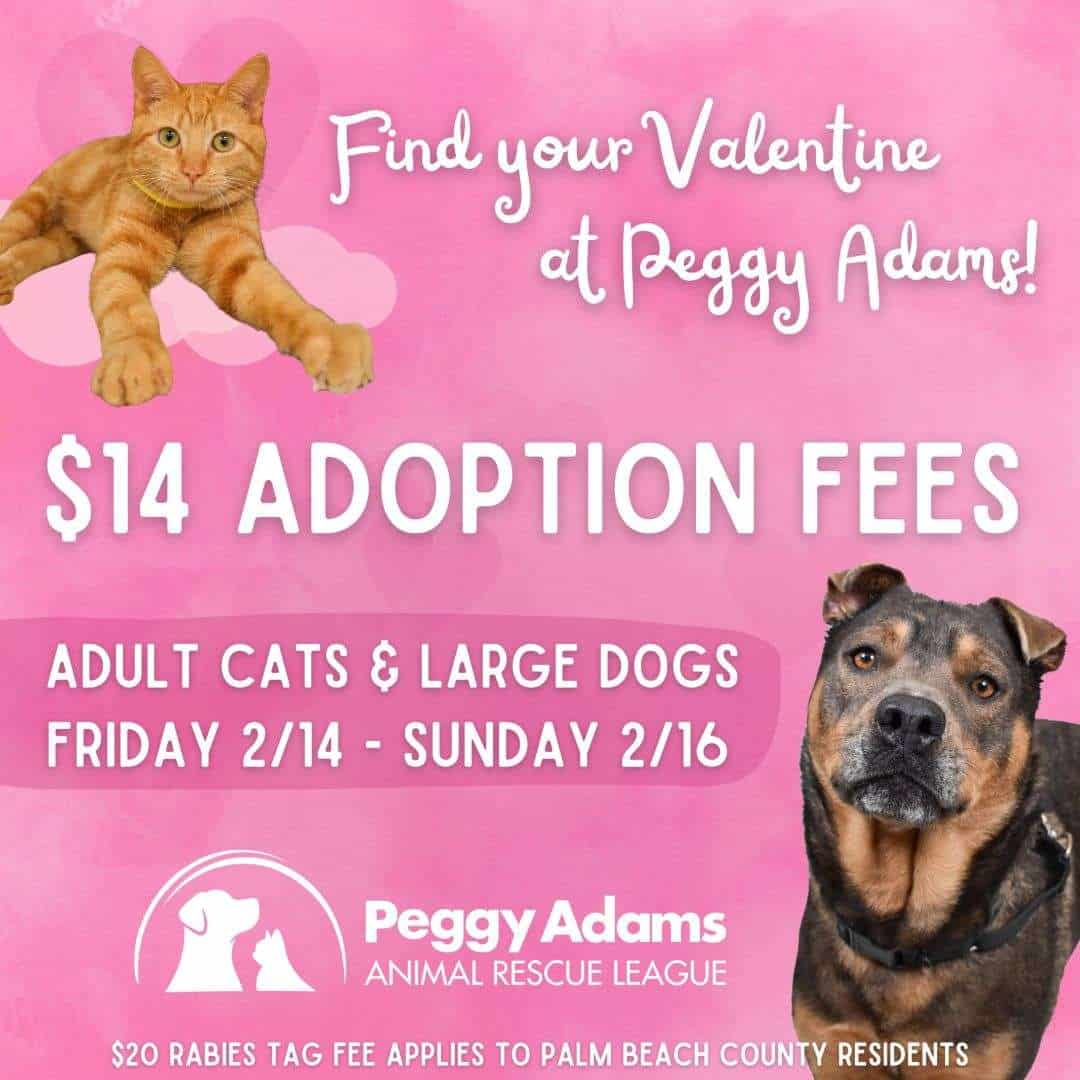Evento de adopción de gatos y perros en Peggy Adams Animal Rescue League.