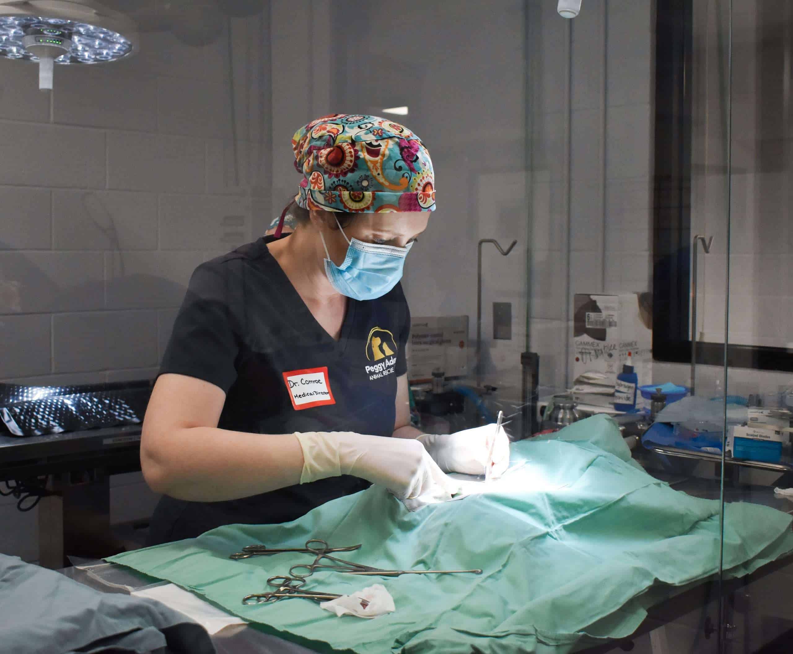 Veterinario realizando una cirugía en un quirófano estéril.