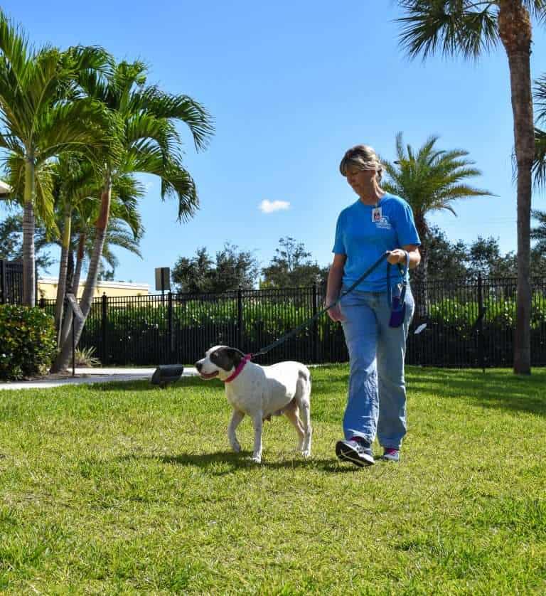 Dog and caretaker walking outdoors at Peggy Adams Animal Rescue.