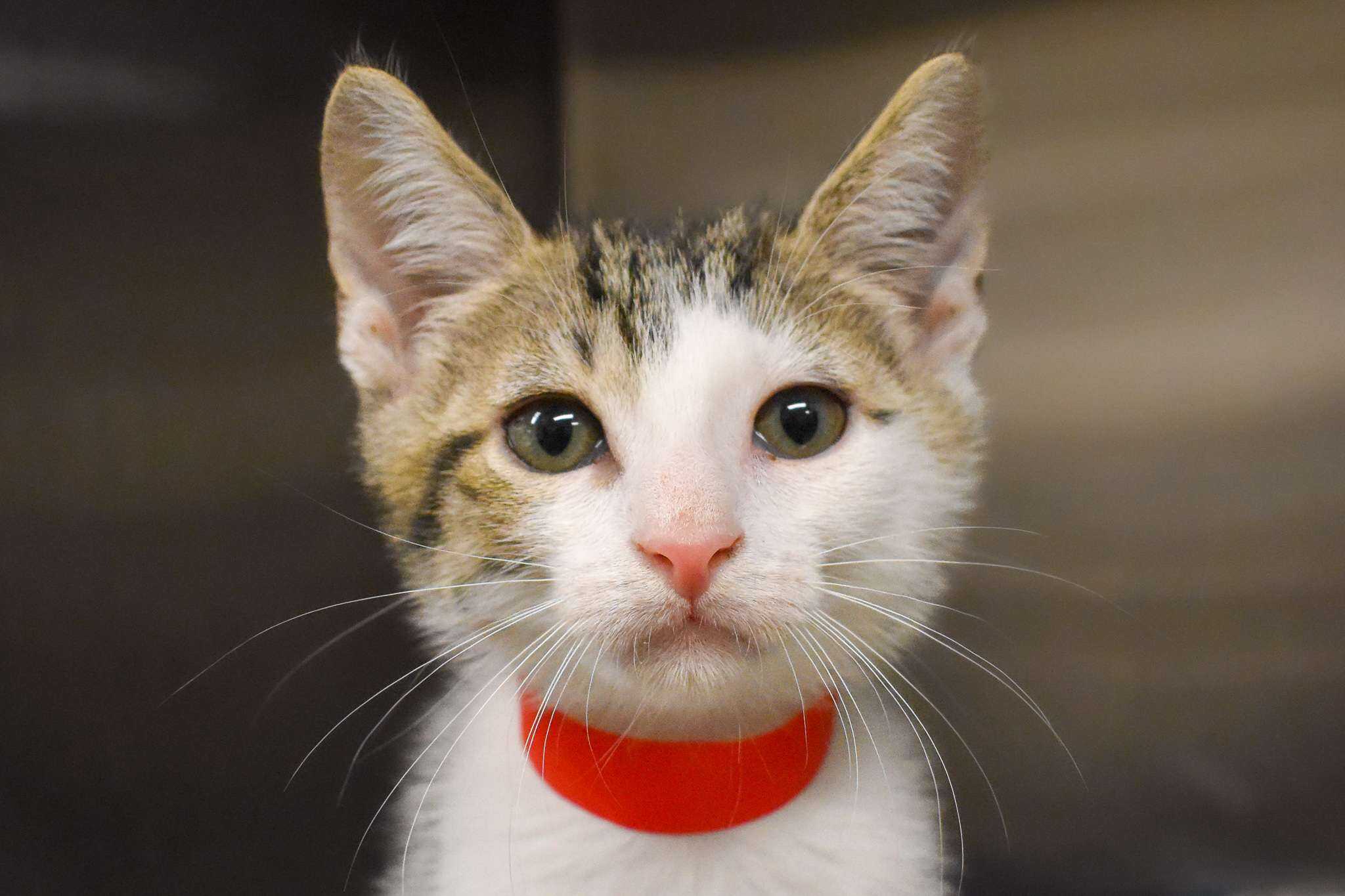 Adorable young tabby cat with green eyes and red collar looking at camera.