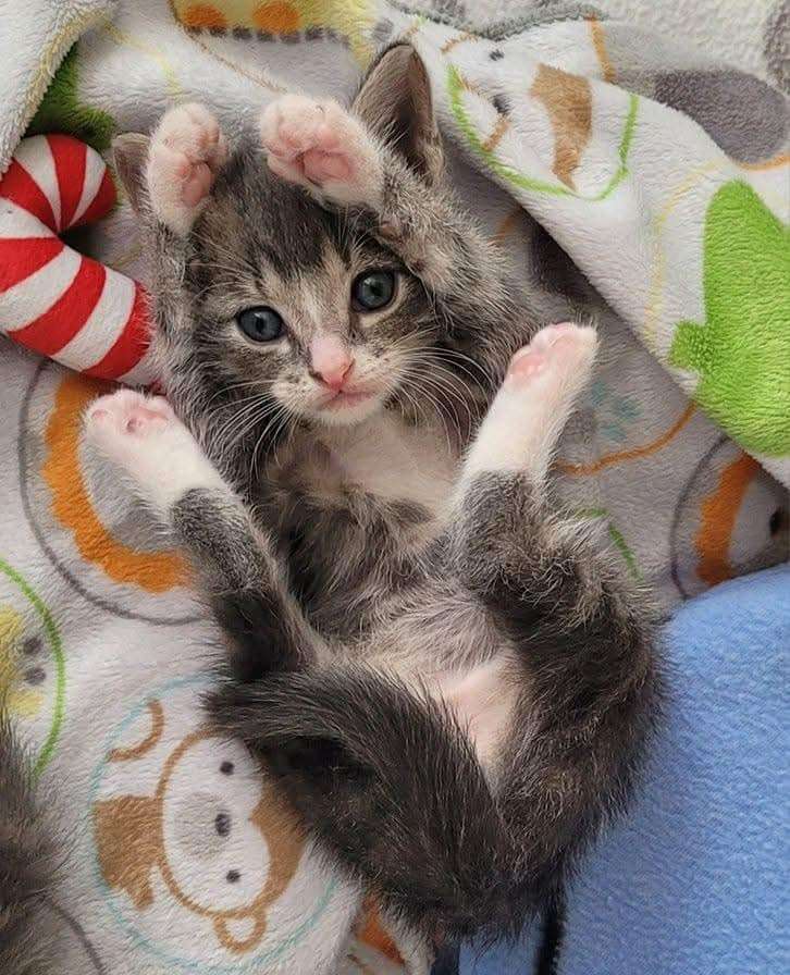 Cute gray kitten with blue eyes lying on a blanket.