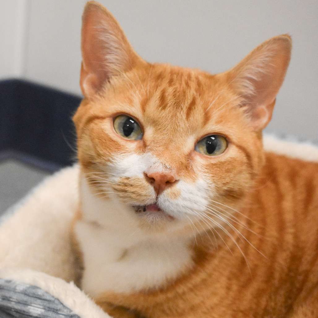 Adorable orange tabby cat with green eyes at Peggy Adams Animal Rescue.