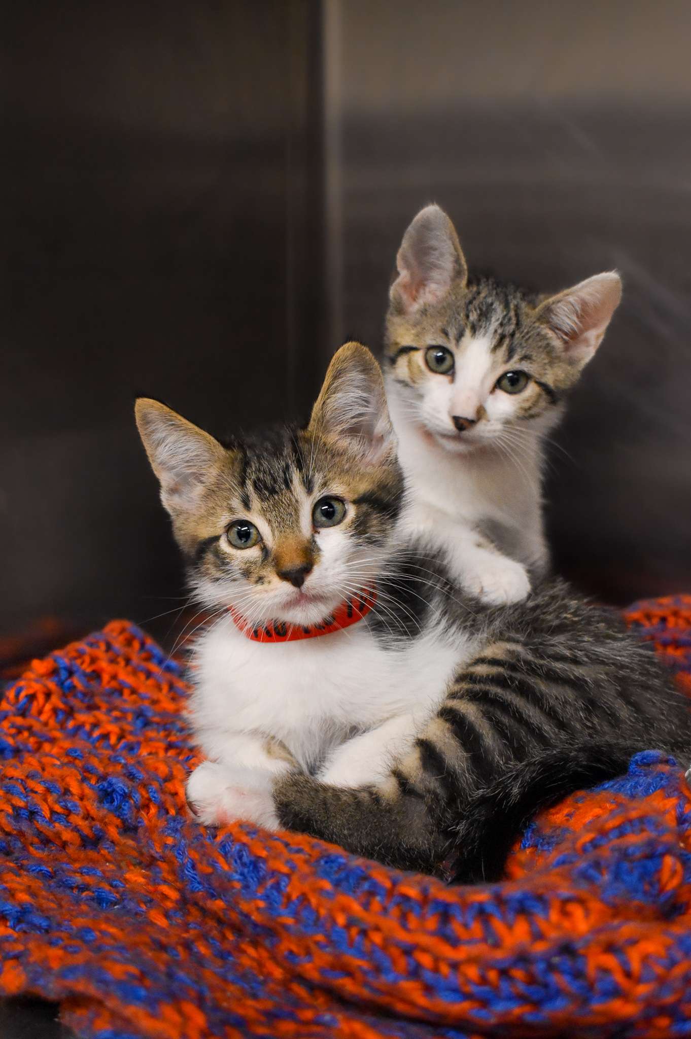 Adorable tabby kittens cuddling in a shelter, looking for loving homes.
