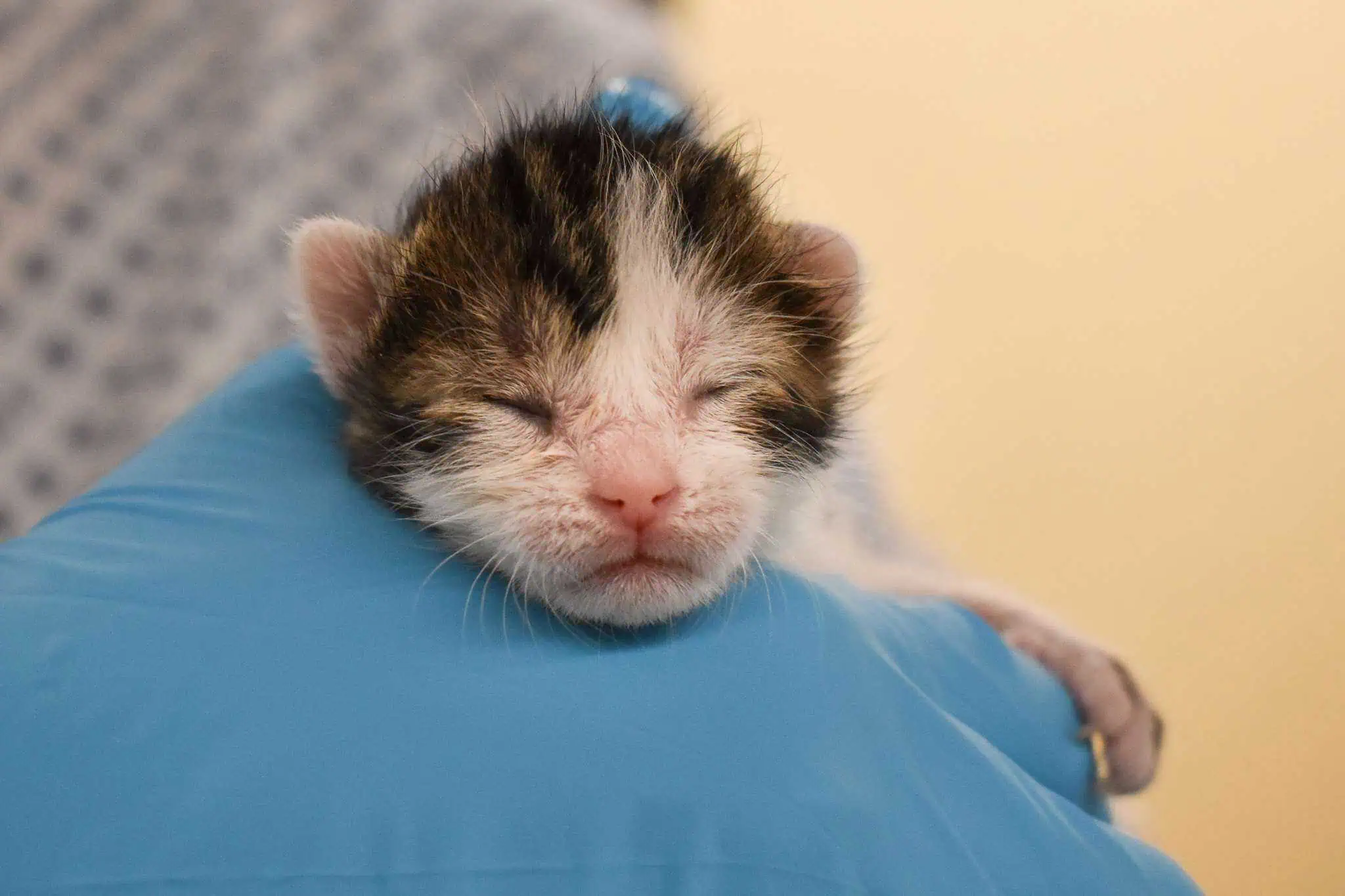 Adorable gatito recién nacido con los ojos cerrados descansando en una mano enguantada.