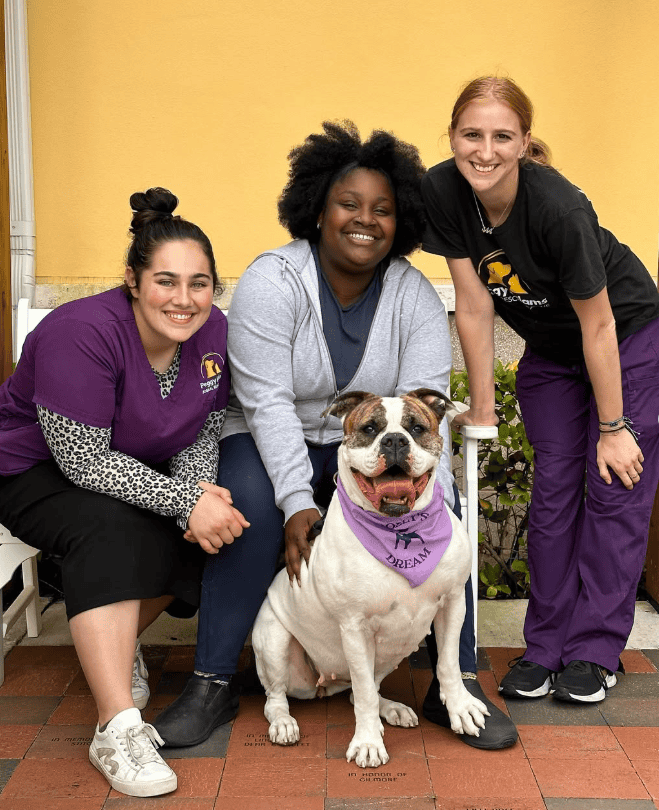 Bulldog en adopción con personal y voluntarios en Peggy Adams Animal Rescue.