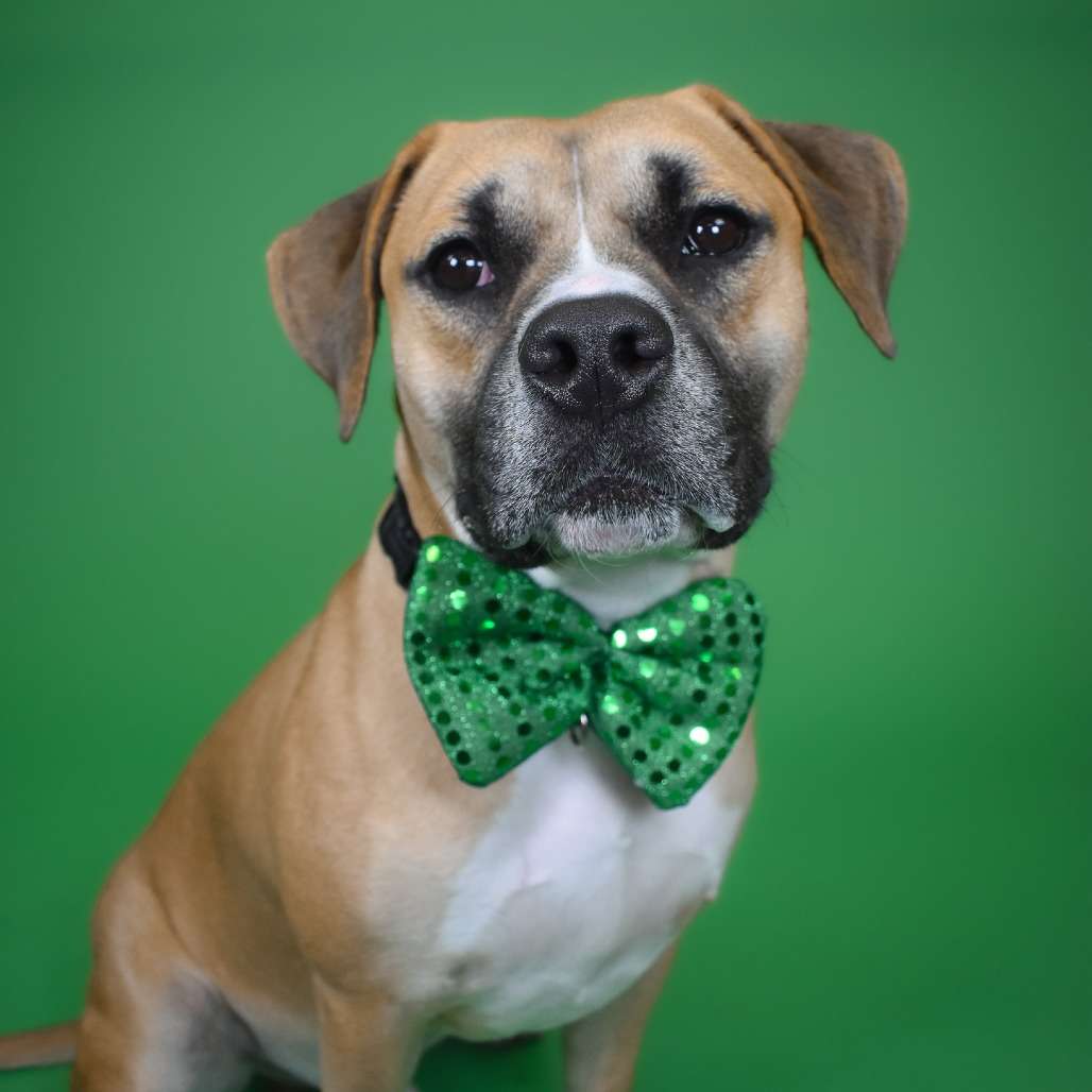 Dog with green sequin bow tie, looking at camera on vibrant green background.