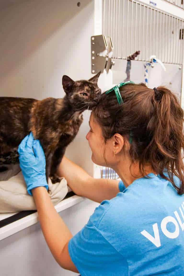 Veterinary technician examining a cat at Peggy Adams Animal Rescue. Compassionate care for shelter a.