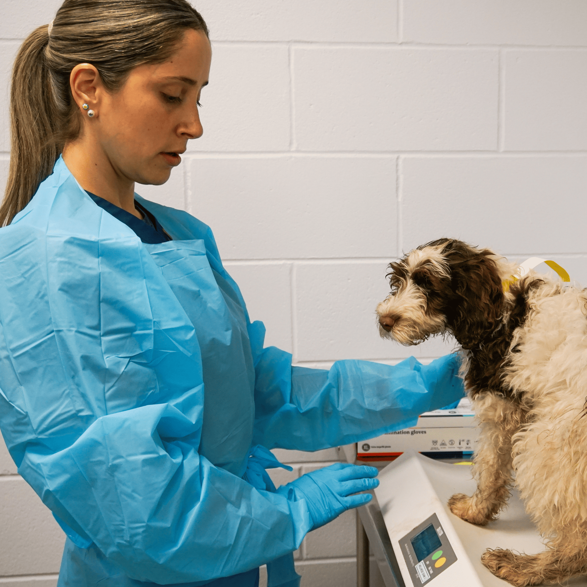 Veterinary technician checking a dog in a clinic setting.