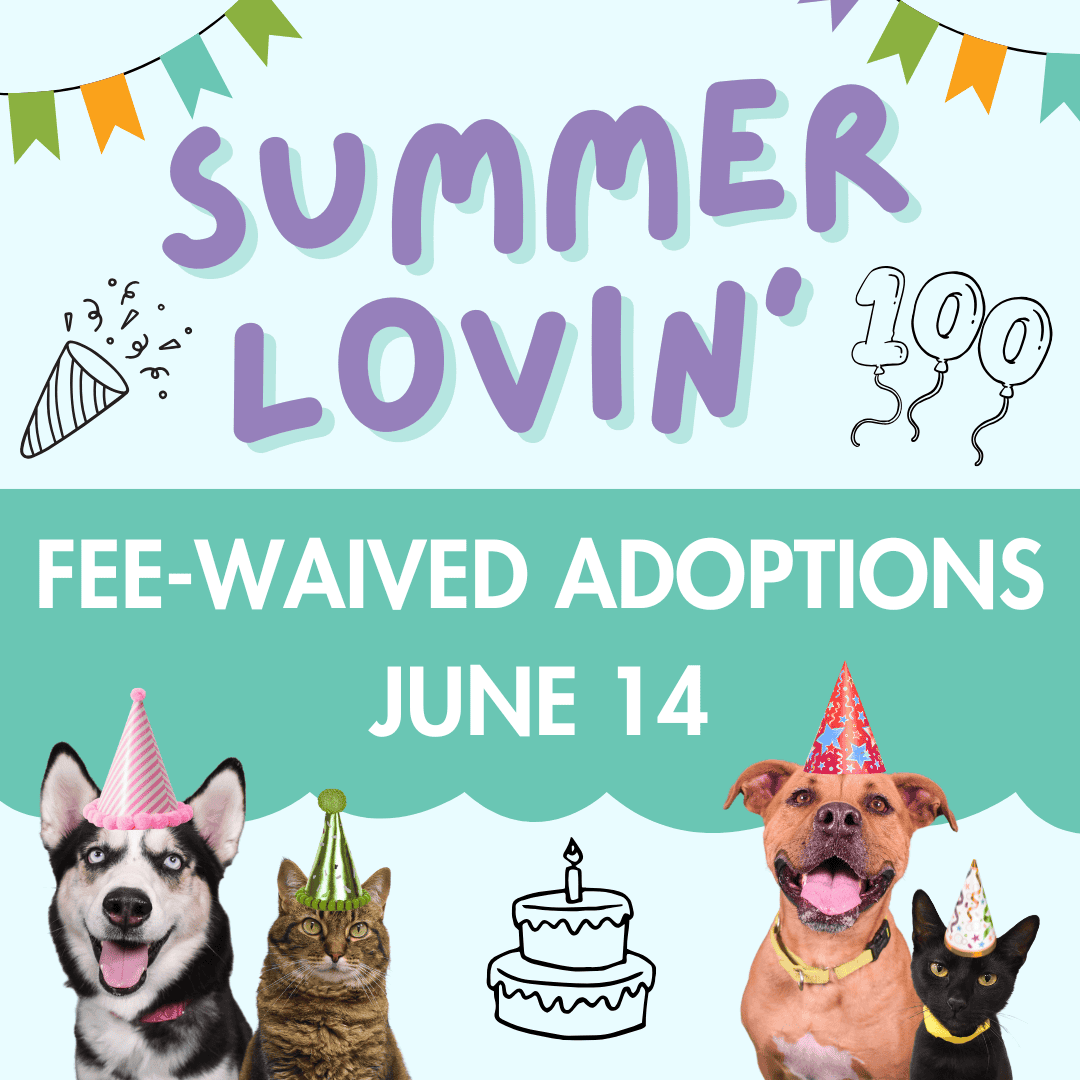 Mascotas felices celebrando en el evento de adopción de mascotas "Summer Lovin'" con sombreros de fiesta y pastel de cumpleaños.