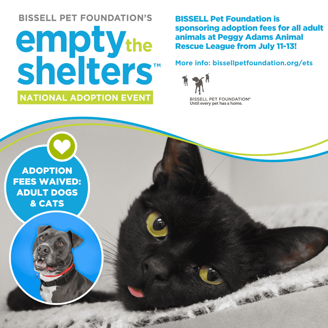 Gato negro en adopción en el Refugio Peggy Adams, promoviendo el rescate y cuidado de mascotas.