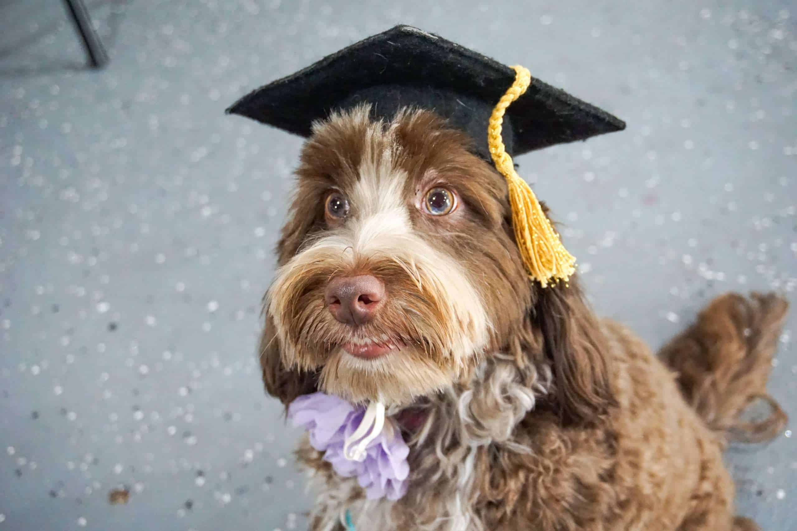 Dog wearing a graduation cap for celebration.