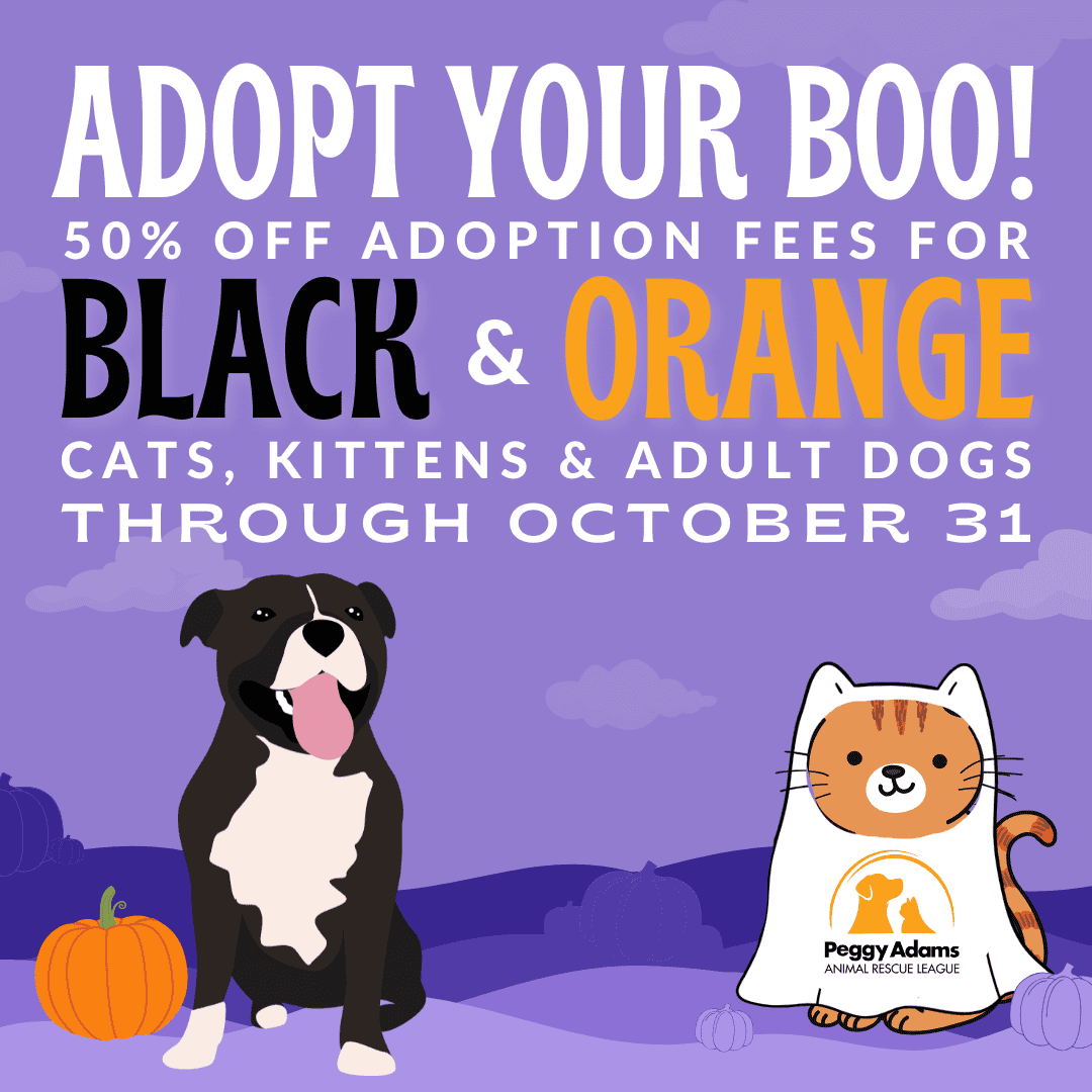 Halloween pet adoption event with black and orange cats and dogs at Peggy Adams.
