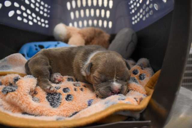 Adorable cachorro café durmiendo en una manta suave dentro de un transportín para mascotas.