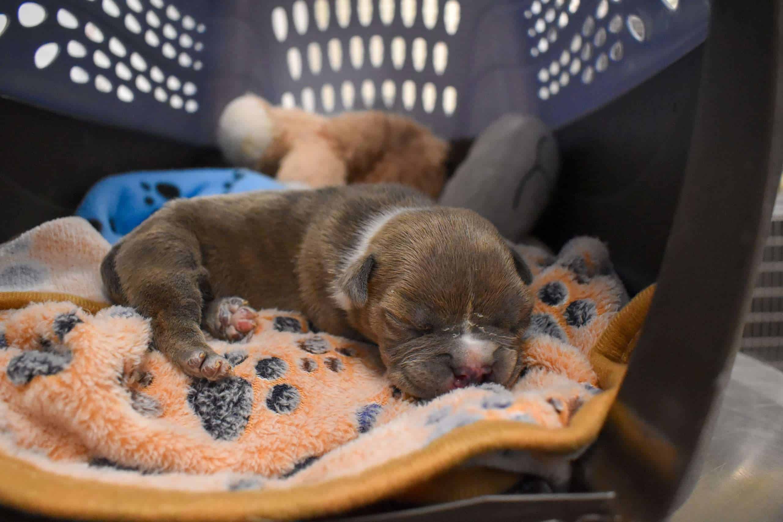 Adorable brown puppy sleeping on a soft blanket inside a pet carrier.