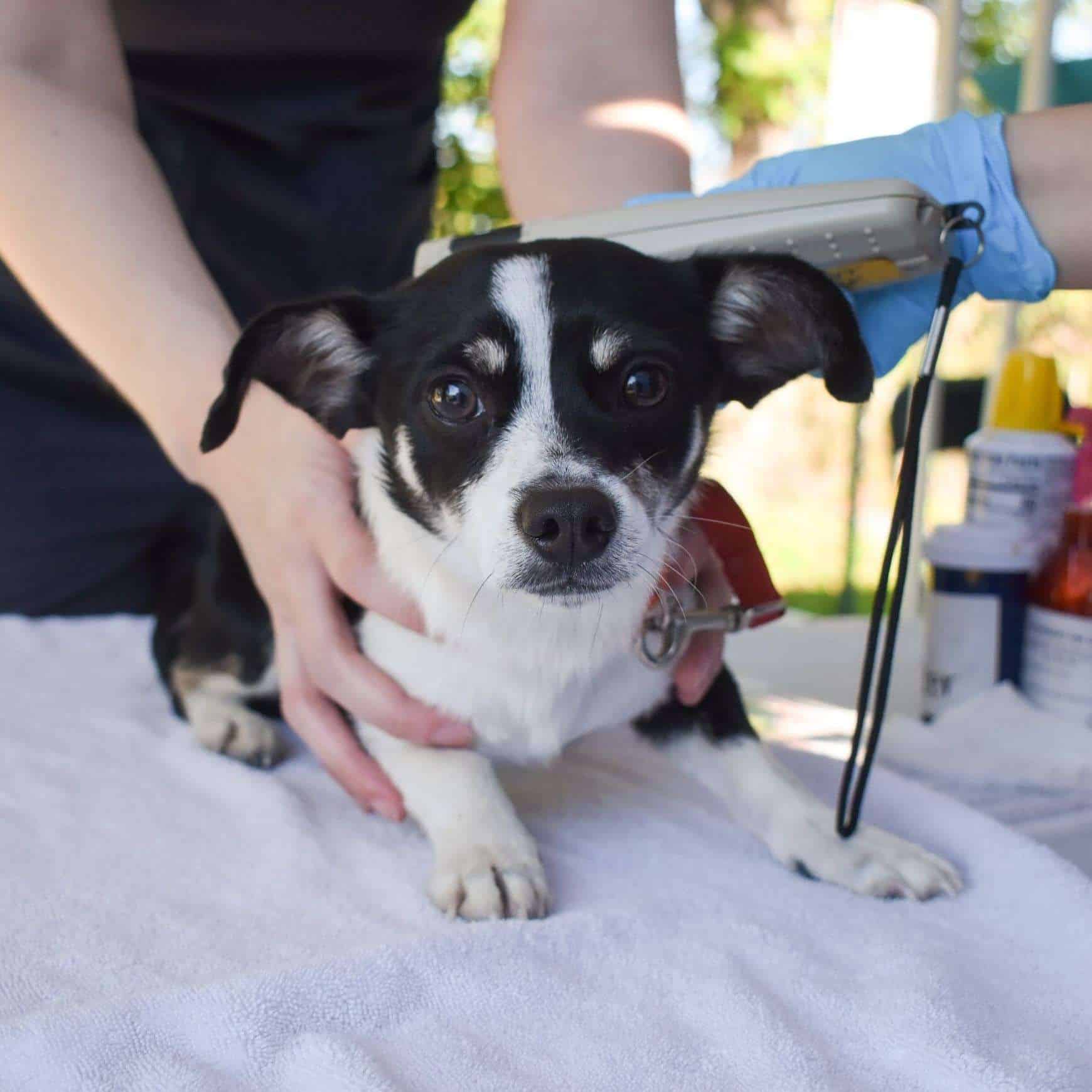 Dog receiving veterinary checkup outdoors at Peggy Adams.