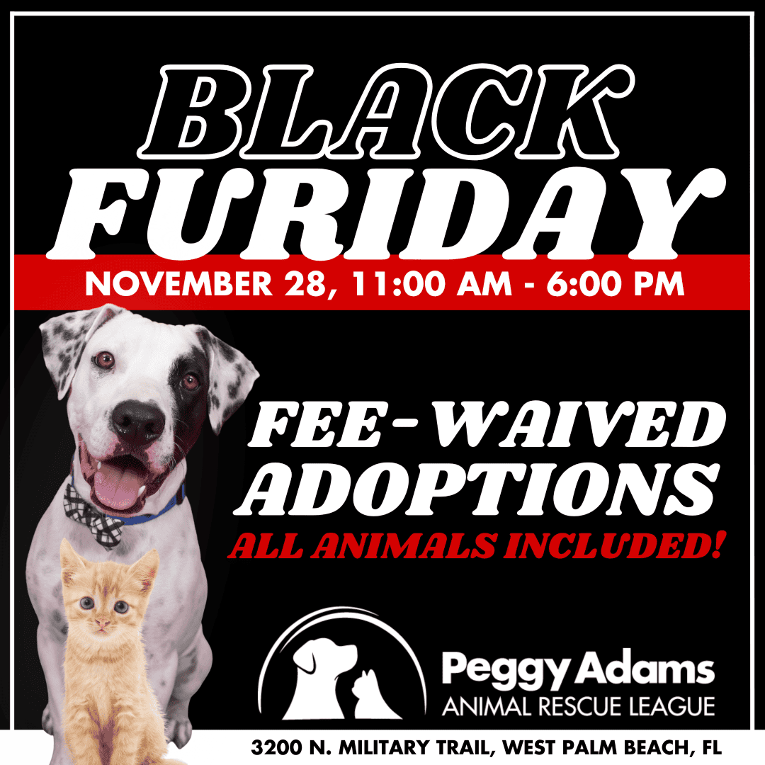 Adopta mascotas durante el evento de Black Friday el 28 de noviembre, de 11:00 a. m. a 6:00 p. m.