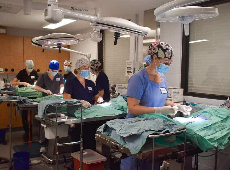 Equipo veterinario realizando una cirugía en Peggy Adams Animal Rescue.