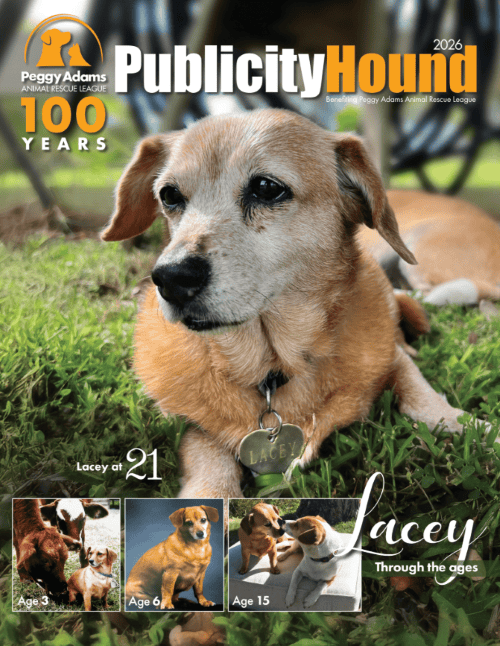 Adopt, rescue, shelter, dog, animal, pet, community, caring, shelter dog, adoption.