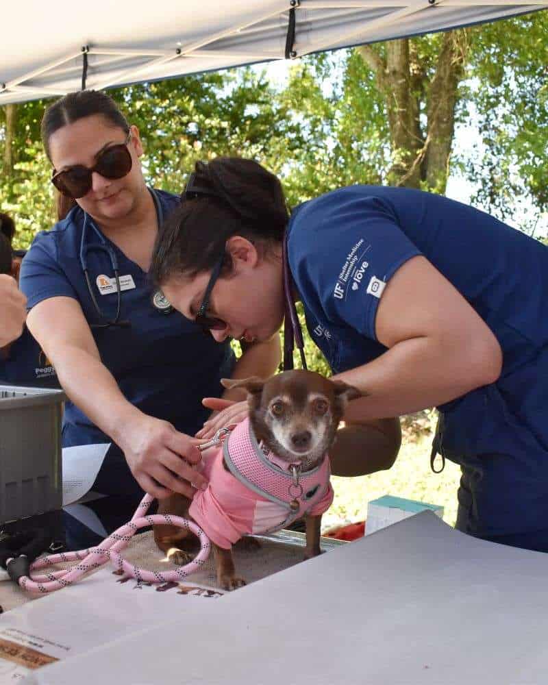 Equipo veterinario examinando un perro pequeño con arnés rosa al aire libre.