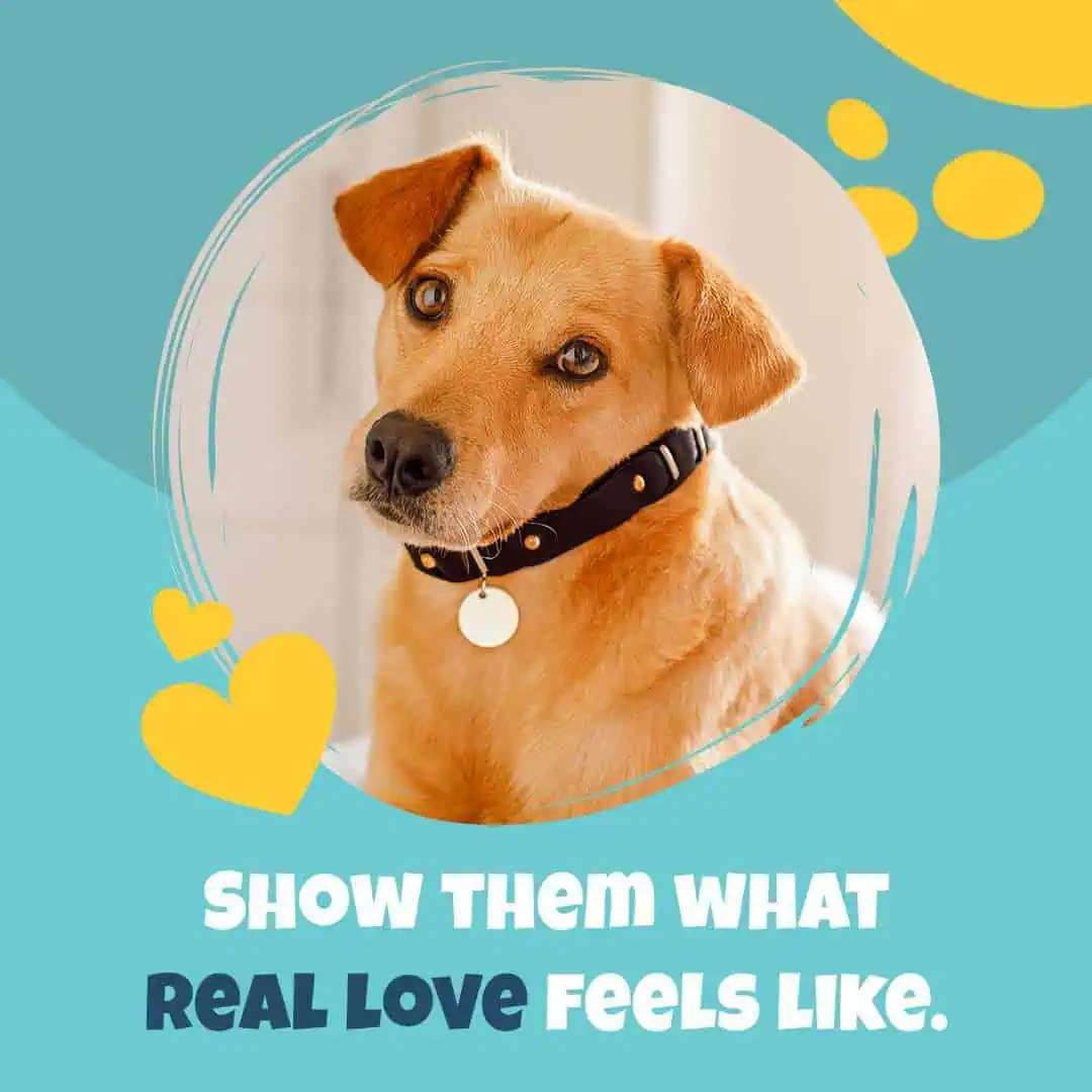 Adorable perro con collar, promoviendo el amor y cuidado de las mascotas.
