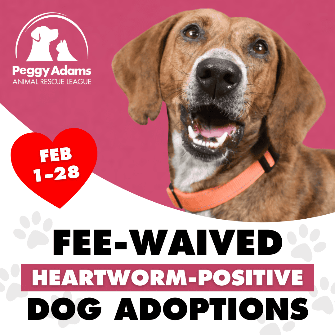 Adopt a heartworm-positive dog during February 1-28 with fee waiver at Peggy Adams.