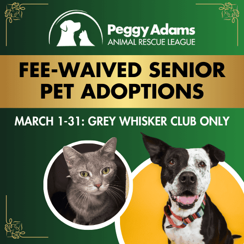 Adopt a senior cat or dog with fee waiver during March 1-31 at Peggy Adams Animal Rescue League.