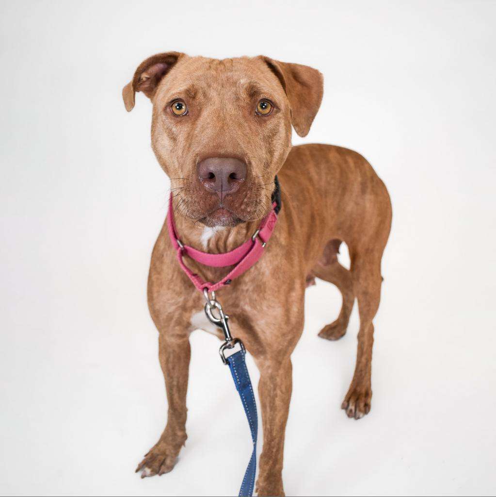Adoptable brown dog with pink collar and leash, looking at the camera.