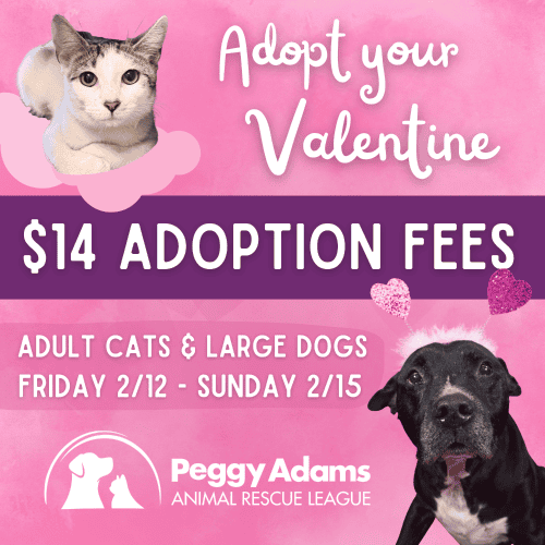 Pet adoption event for cats and dogs at Peggy Adams Animal Rescue League.