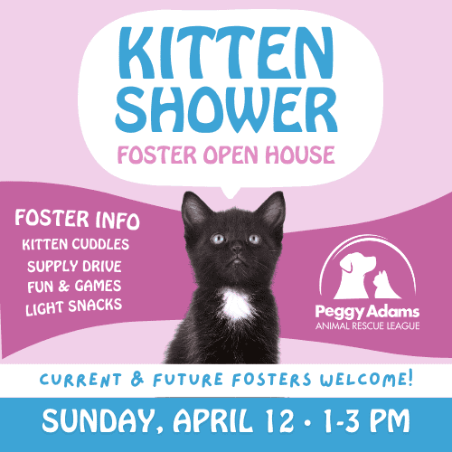Folleto para un evento de "baby shower" de gatitos con un tierno gatito negro e información sobre rescate.