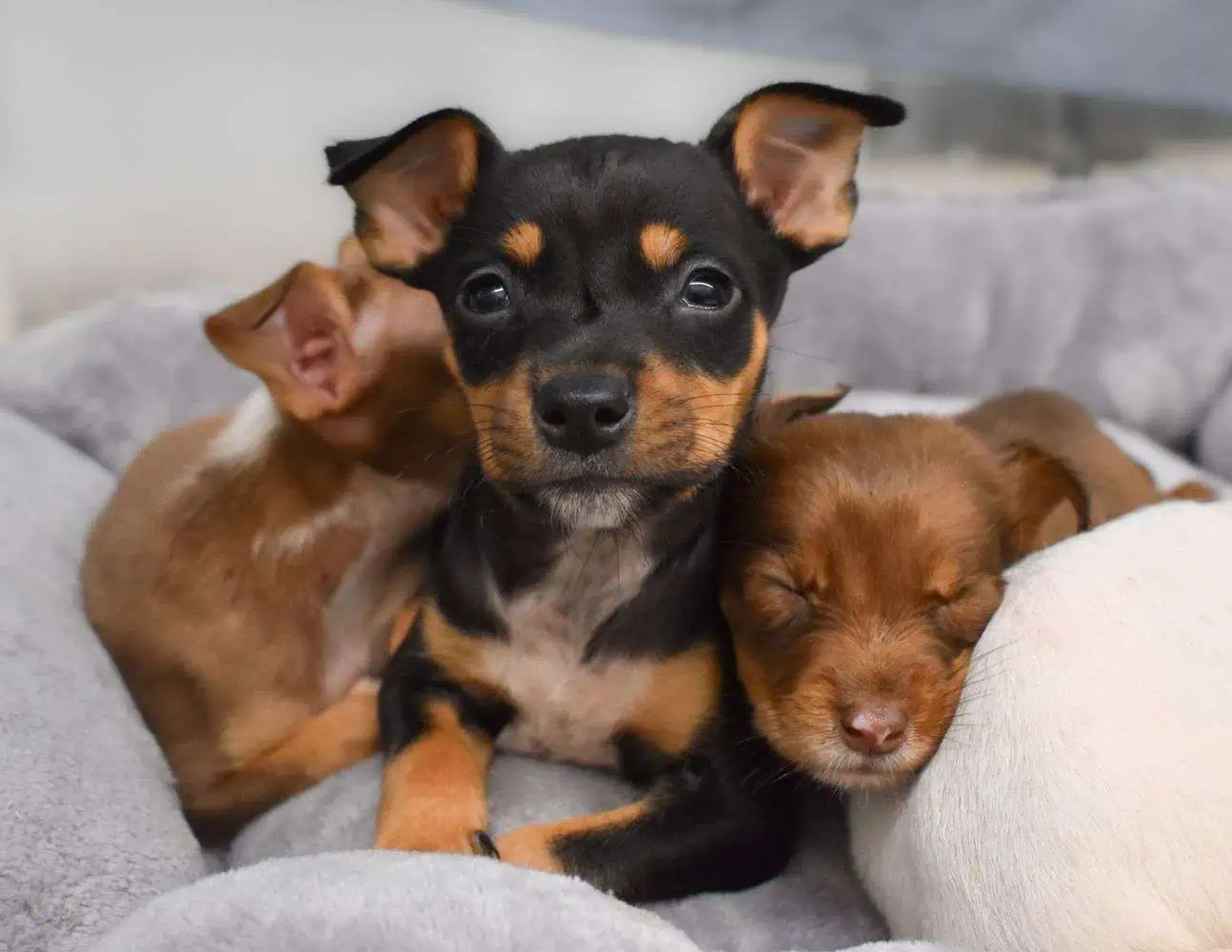 Adorables cachorros descansando cerca, mostrando su naturaleza juguetona y amorosa.
