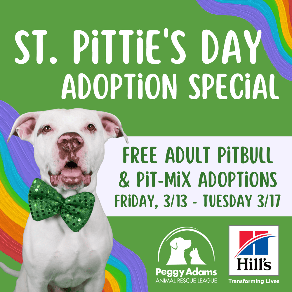 Adorable pitbull dog with green bow tie at St. Pittie's Day adoption event.