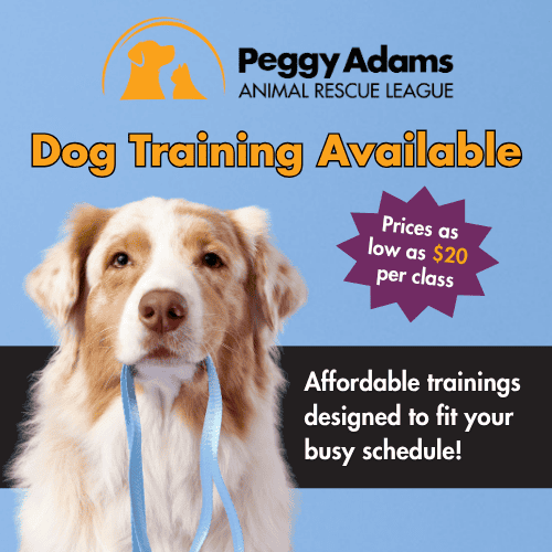 Help Adoptable Animals Find a New Home | Peggy Adams Animal Rescue