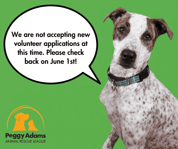 Dog looking at camera with speech bubble about volunteer applications.