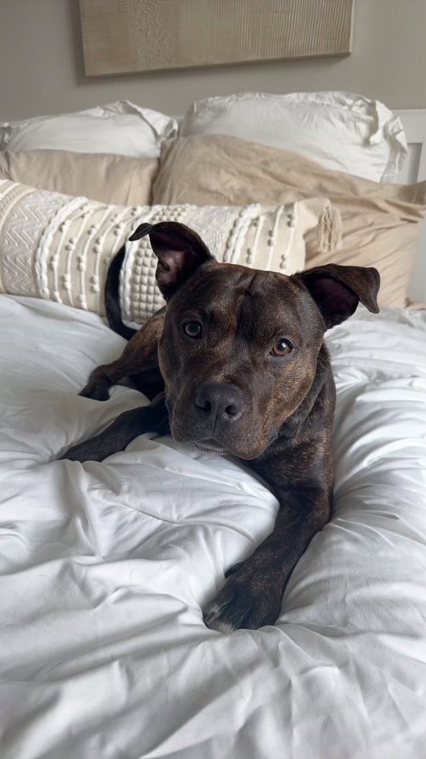 Adoptable brown and black dog lying comfortably on a cozy bed.
