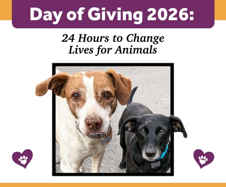 Adopta perros durante el Día de la Donación 2026 para salvar vidas y brindar hogares llenos de amor.