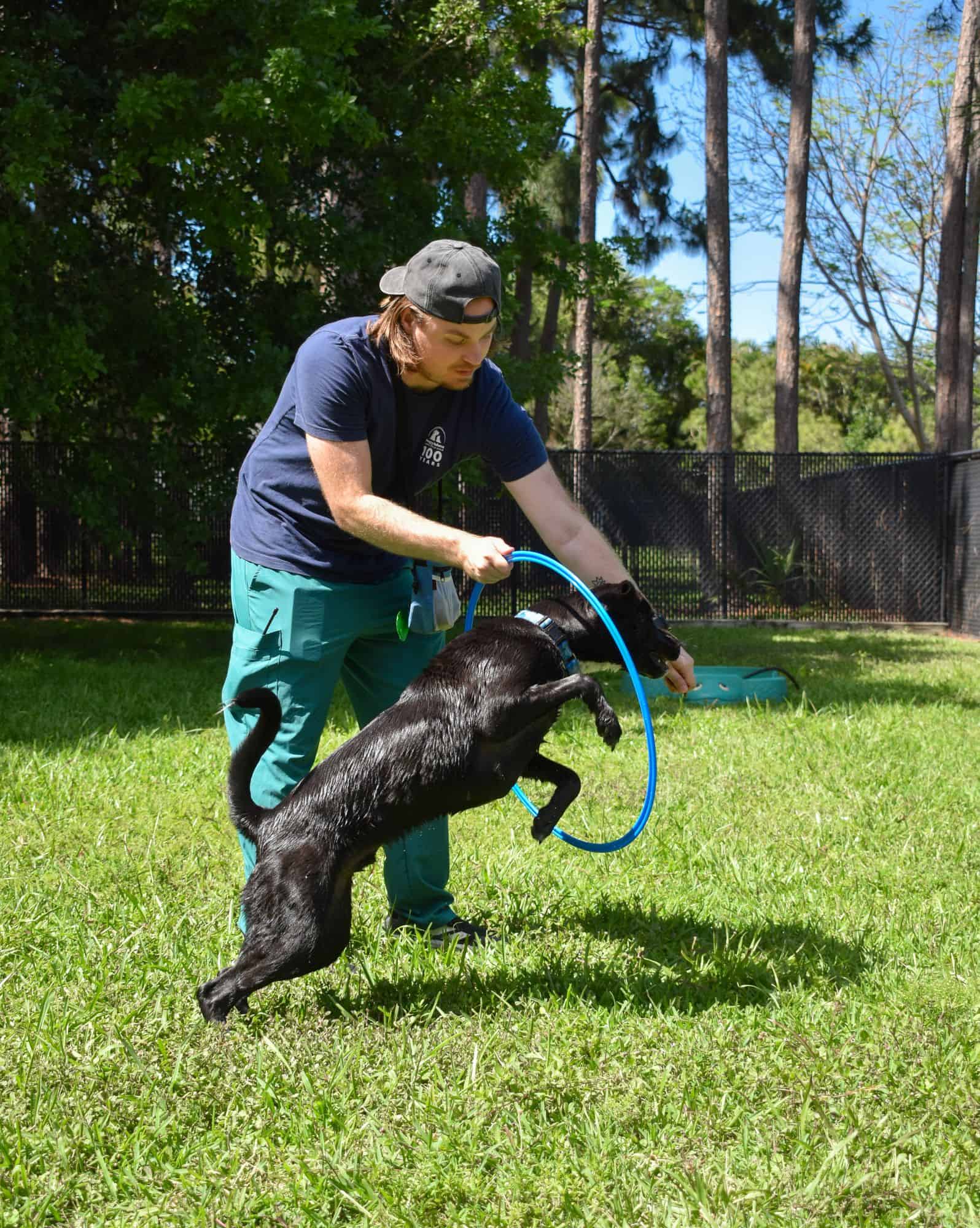 Active black dog jumping with trainer holding a blue leash outdoors.