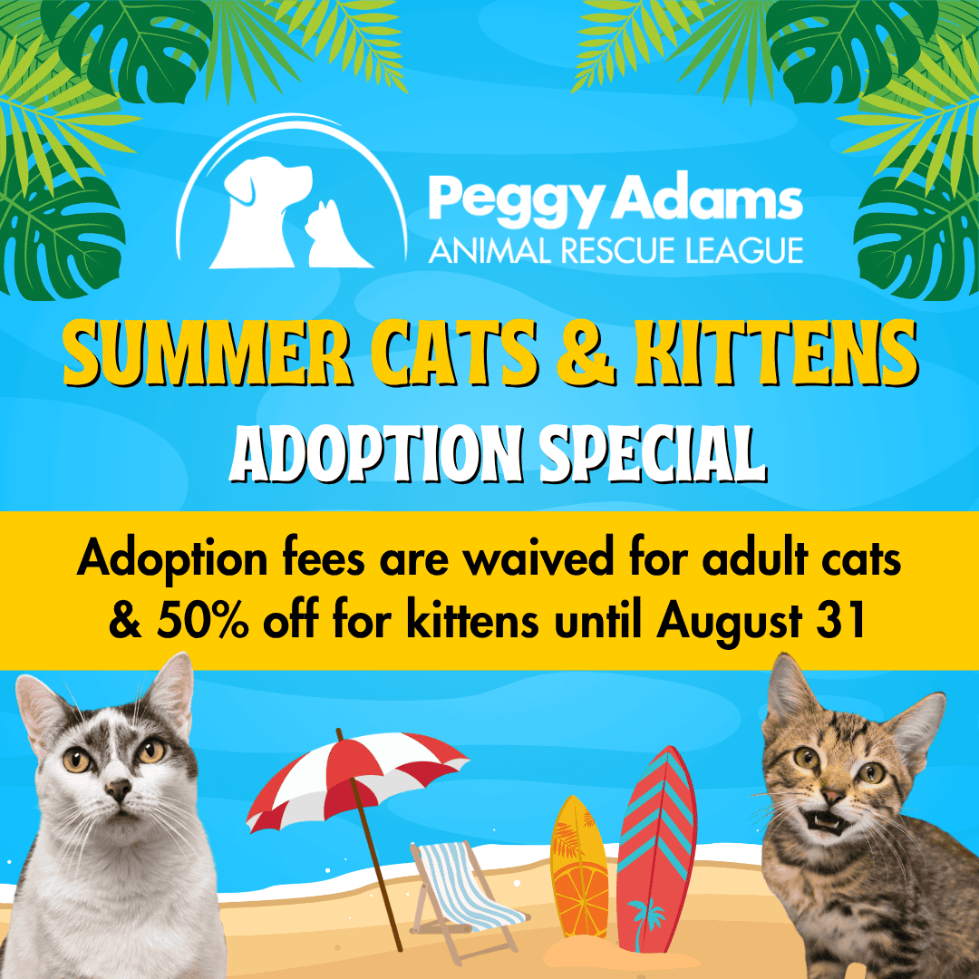 Adopt summer cats and kittens at Peggy Adams Animal Rescue League.