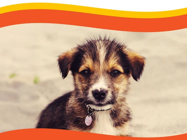 Cute mixed-breed puppy with brown, black, and white fur, looking at the camera.