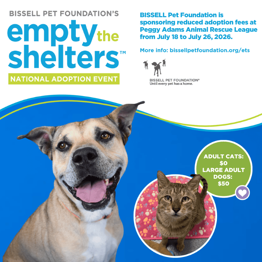Dog and cat available for adoption at Peggy Adams Animal Rescue League.