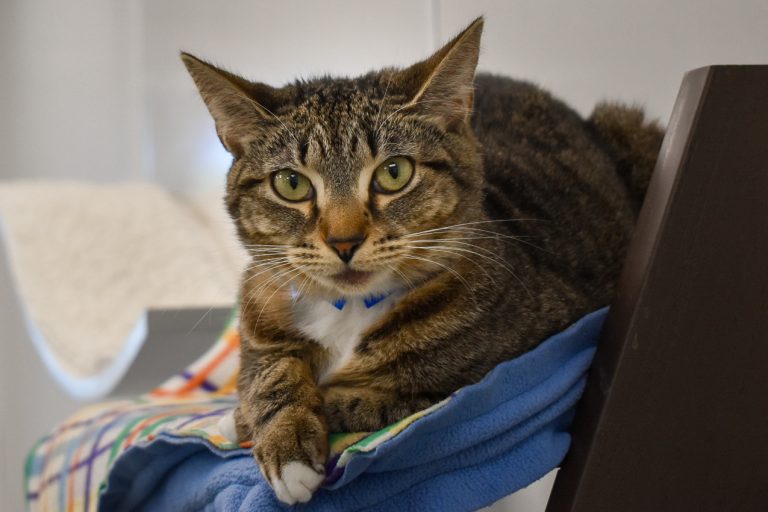 Adoptable tabby cat with green eyes resting on a blue blanket.