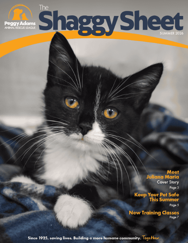 Black and white cat with yellow eyes looking at camera for Peggy Adams.